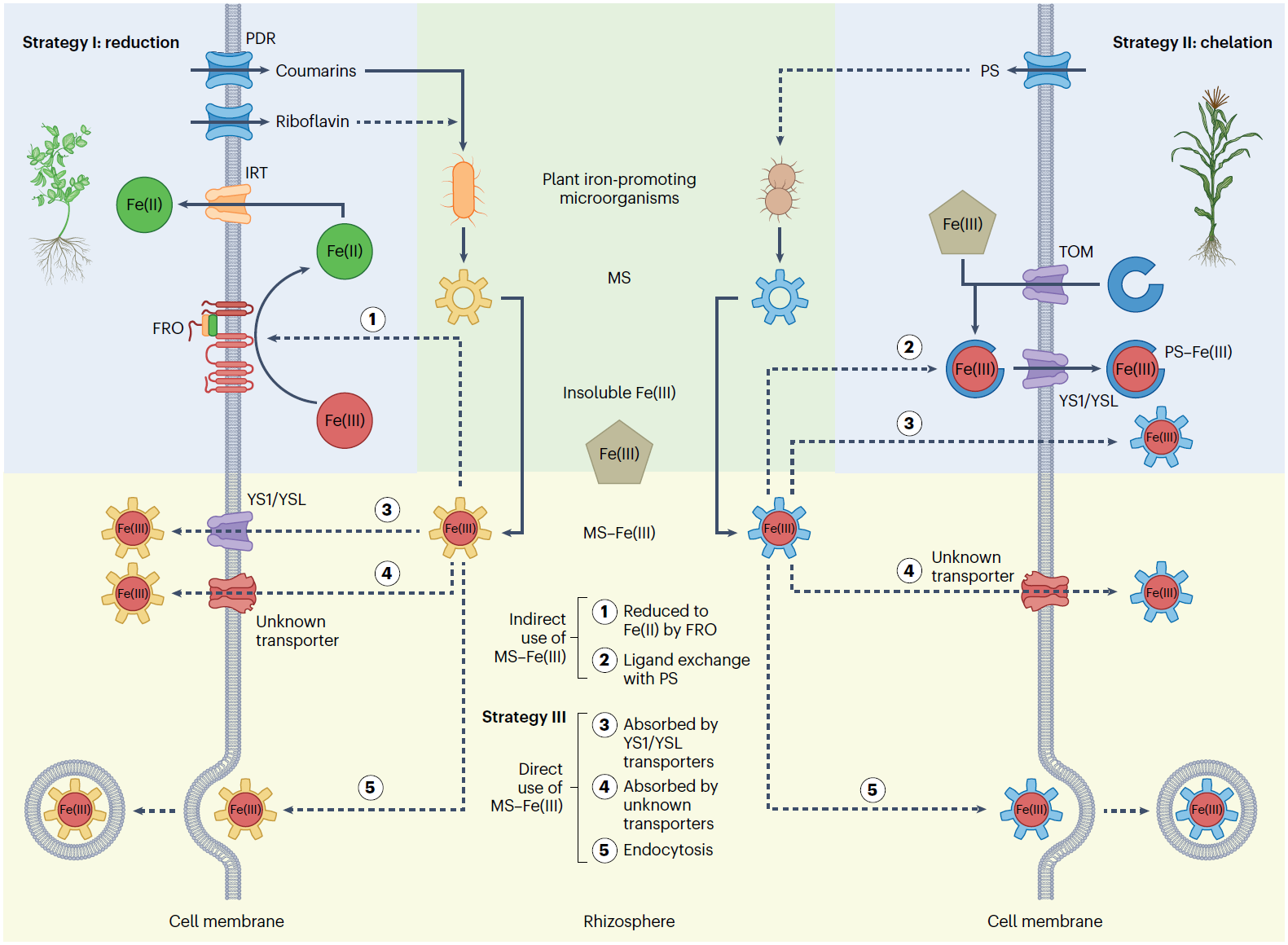 中国农业大学资环学院张福锁院士团队顾少华青年研究员、左元梅教授联合南京农业大学沈其荣院士团队韦中教授合作提出微生物铁载体驱动植物铁营养新范式