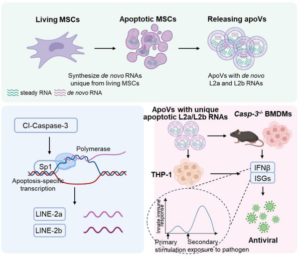 研究发现携带凋亡特异L2a/L2b RNA发挥抗病毒功能