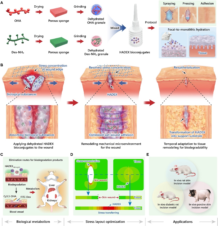 北京化工大学徐福建/李杨团队在《Science Advances》刊发最新研究成果