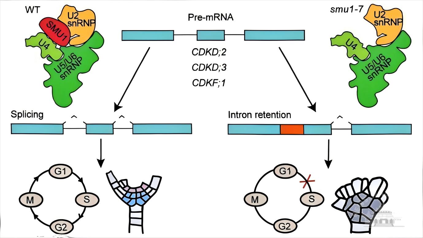 武汉大学杨红春课题组揭示剪接因子SMU1调控拟南芥胚胎模式建成的分子机制