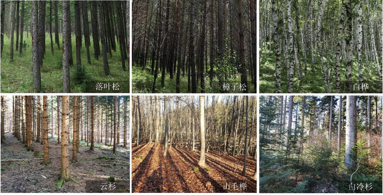 资源所科研团队在森林结构精细化监测中取得新进展