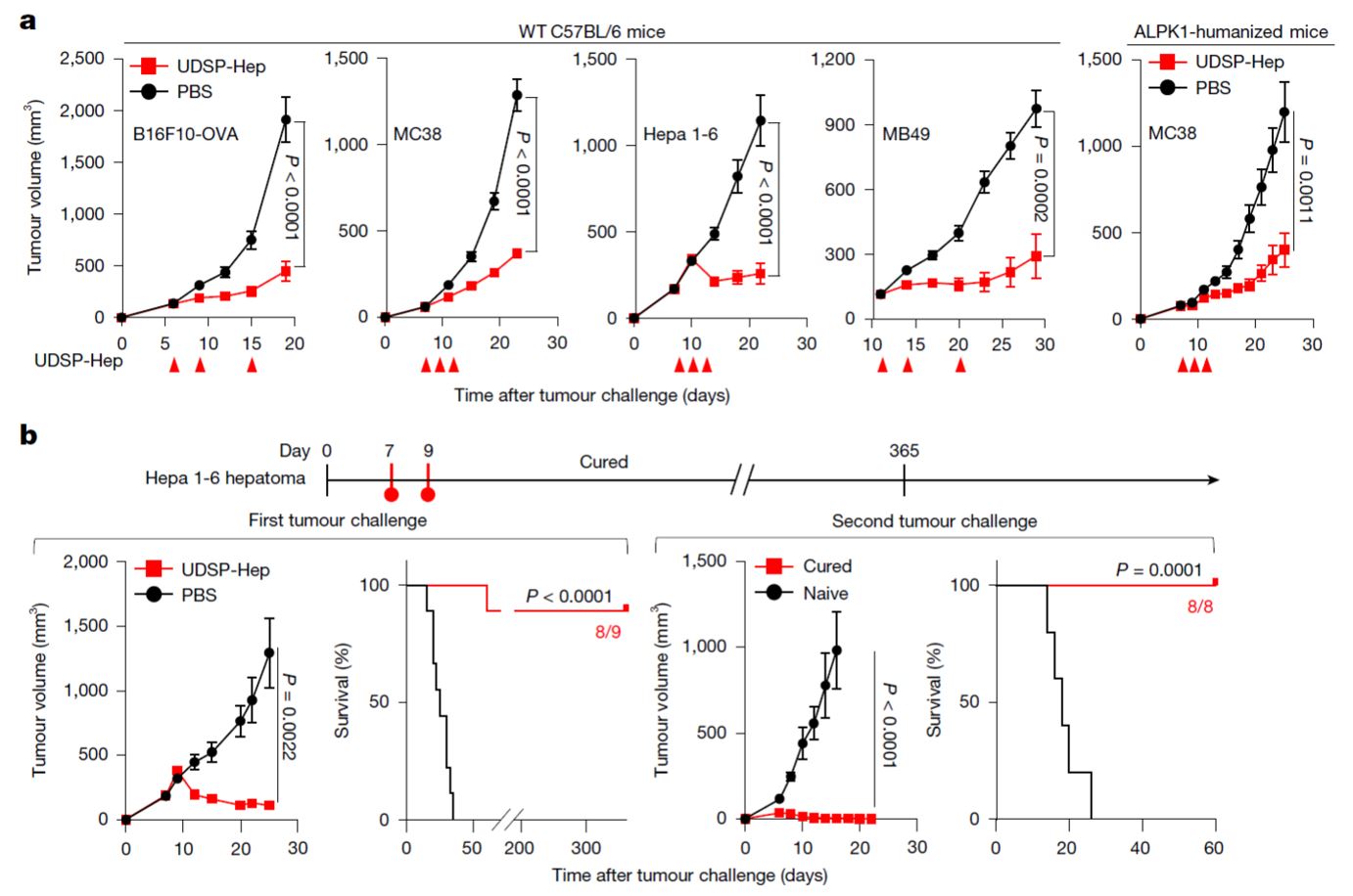 清华大学生物医学交叉研究院邵峰实验室发现激活胞质免疫受体ALPK1可触发抗肿瘤免疫