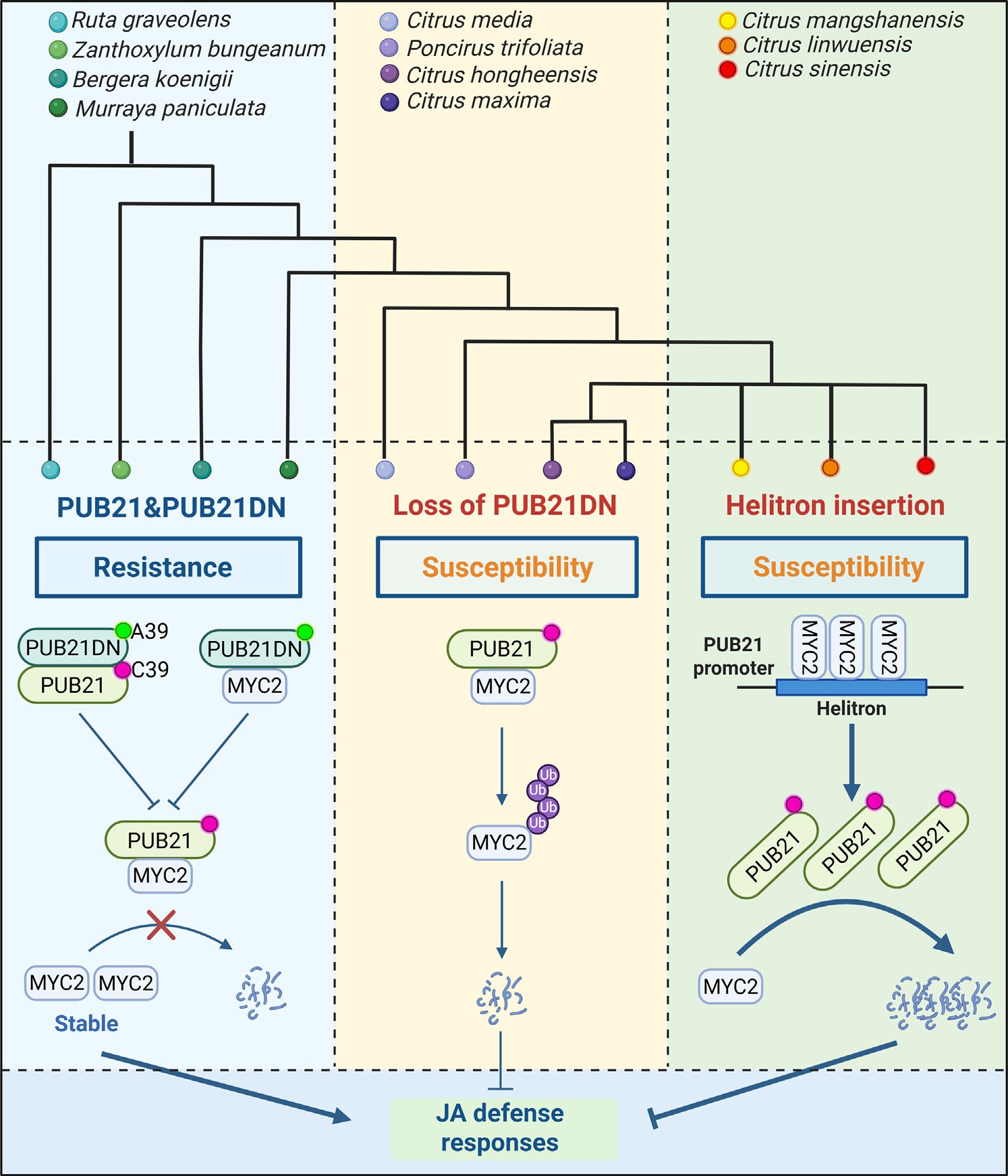 科研人员提出柑橘黄龙病防控新策略