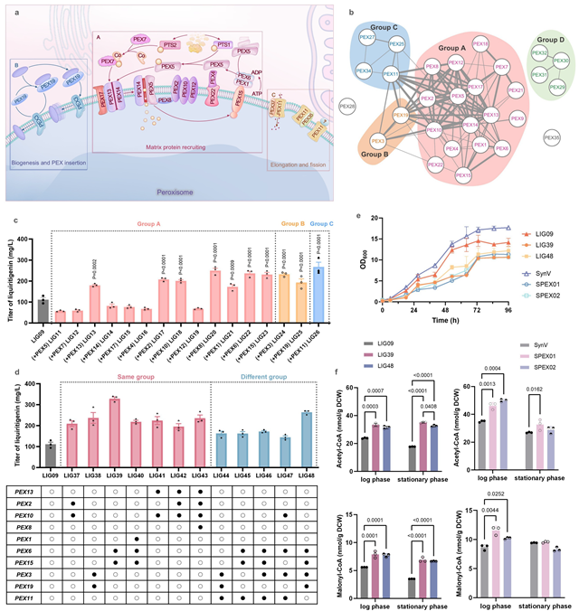 北理工团队在微生物细胞工厂合成黄酮类药物领域取得重要进展
