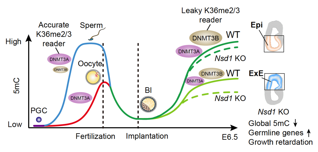 清华大学生命学院颉伟团队合作揭示H3K36me2重编程调控哺乳动物胚胎着床后DNA甲基化重建的机制