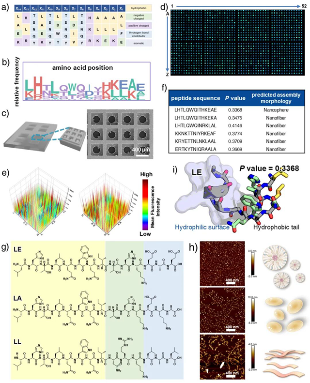 北理工课题组在相分离靶向多肽自适应识别与精准调控方面取得进展
