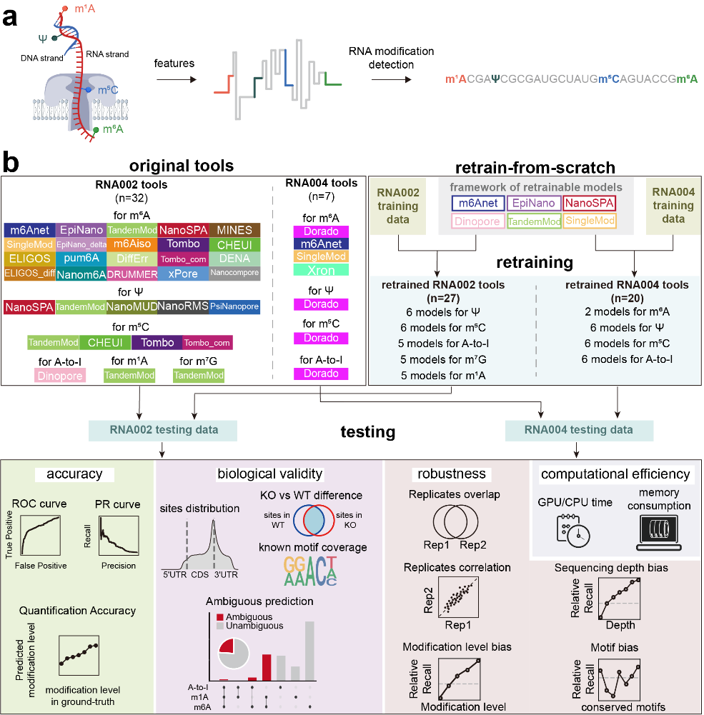 生命科学与技术学院史偈君团队开发三代测序检测RNA修饰的算法基准平台，成果发表于《自然·方法》