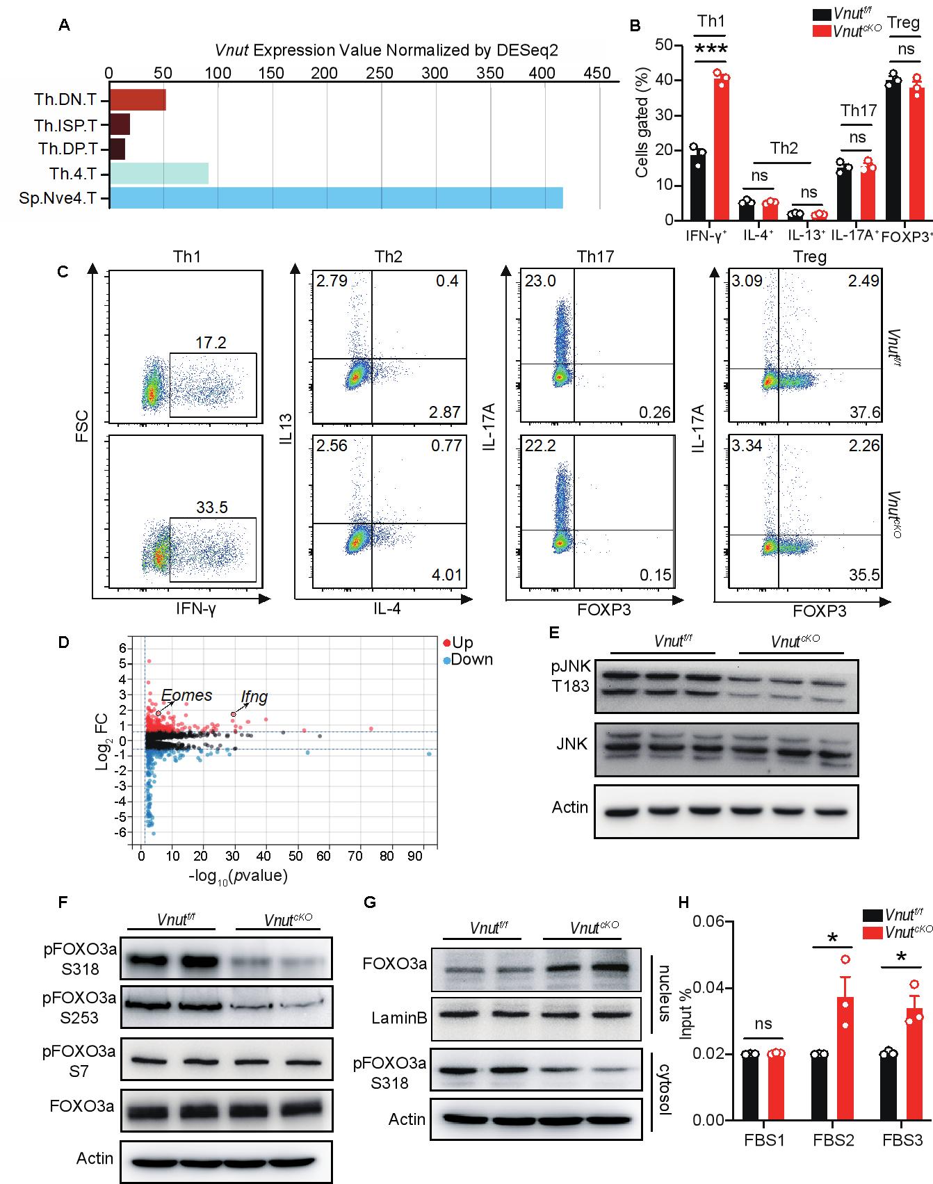 清华大学药学院陈立功课题组合作揭示ATP转运蛋白在CD4+T细胞分化和相关疾病中的功能