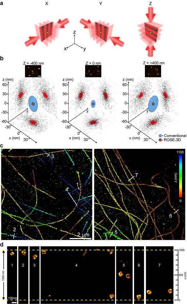 科学人员开发出纳米级三维各向同性超分辨显微镜