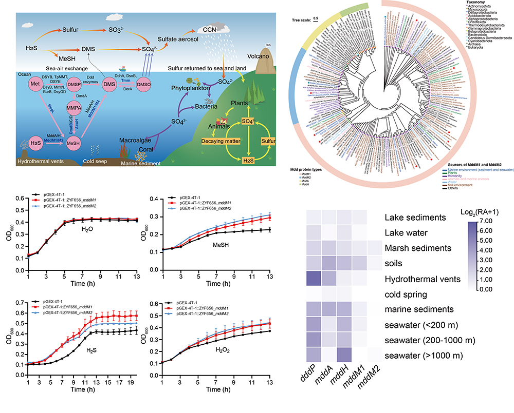 中国海洋大学在微生物DMSP/DMS循环方面取得新进展