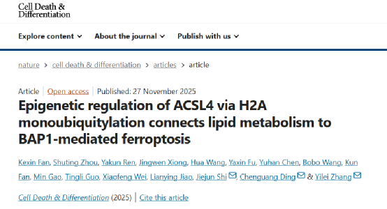 西安交大与同济大学团队联合发现 表观遗传调控脂质代谢与铁死亡的新机制
