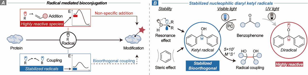 科研人员利用可见光催化破解蛋白质标记选择性瓶颈