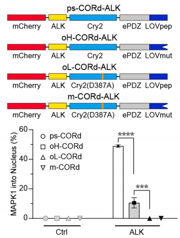 清华大学生命学院李丕龙团队利用两类蓝光敏感蛋白的协同作用开发出新光控相分离系统