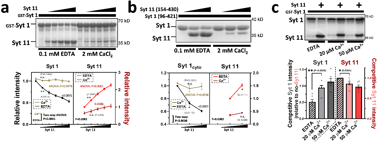 西安交大徐华栋/王昌河团队揭示神经元兴奋-分泌偶联平衡新机制