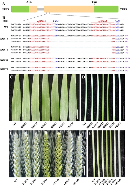 西北农林科技大学（776）农学院汪勇副教授在小麦蜡质白霜形成与抗旱性的调控研究上取得新进展