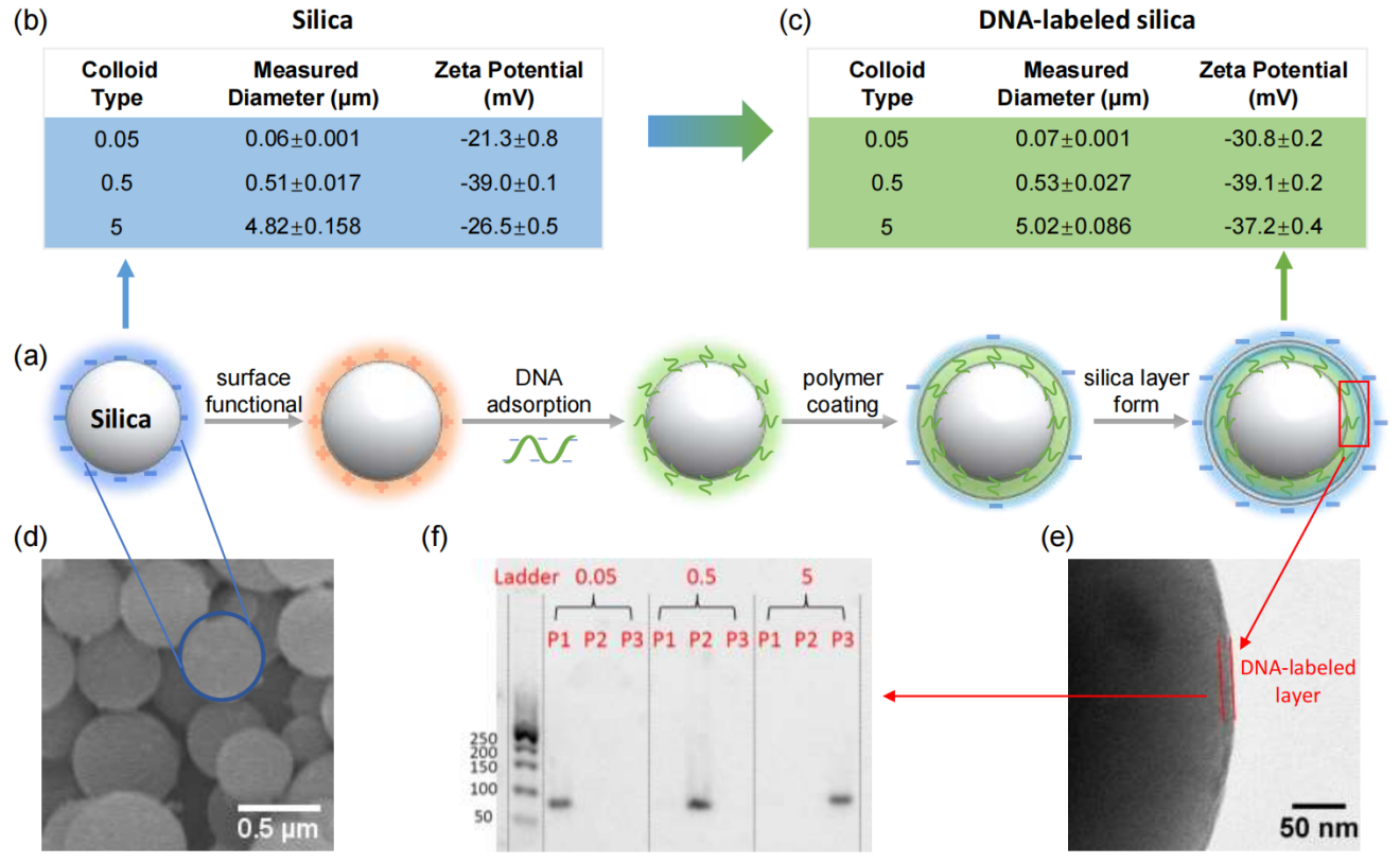 中国农业大学土地学院廖人宽教授课题组在合成DNA片段标记技术应用于解析混合粒径胶体迁移机制方面取得新进展