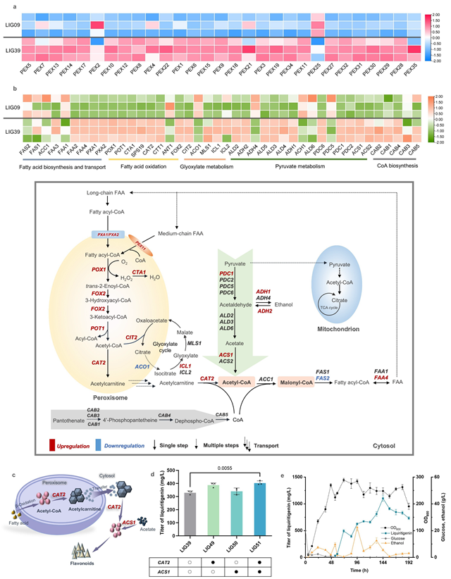 北理工团队在微生物细胞工厂合成黄酮类药物领域取得重要进展