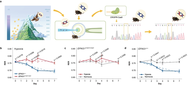科研人员发现响应低氧的代谢调控新机制