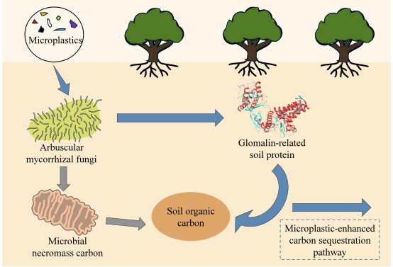 研究揭示微塑料调控土壤有机碳的微生物机制