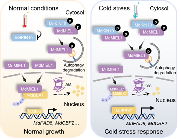 西北农林科技大学(777)苹果抗逆与品质改良创新团队管清美教授课题组揭示多层级蛋白质修饰“级联”调控低温胁迫的分子机制