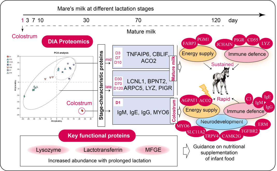 中国农业大学动科学院王勤教授团队揭示不同泌乳阶段马乳蛋白质动态变化与功能特征