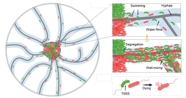 中国农业大学土地学院王钢教授课题组在真菌菌丝调控细菌杀戮研究领域取得重要进展