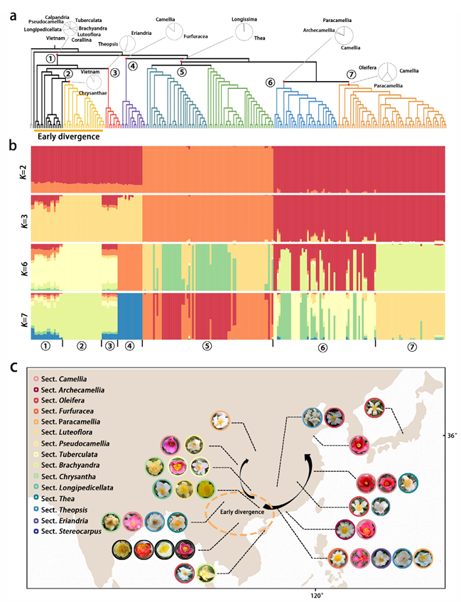 亚林所科研团队在山茶属花色多样性研究中取得新进展