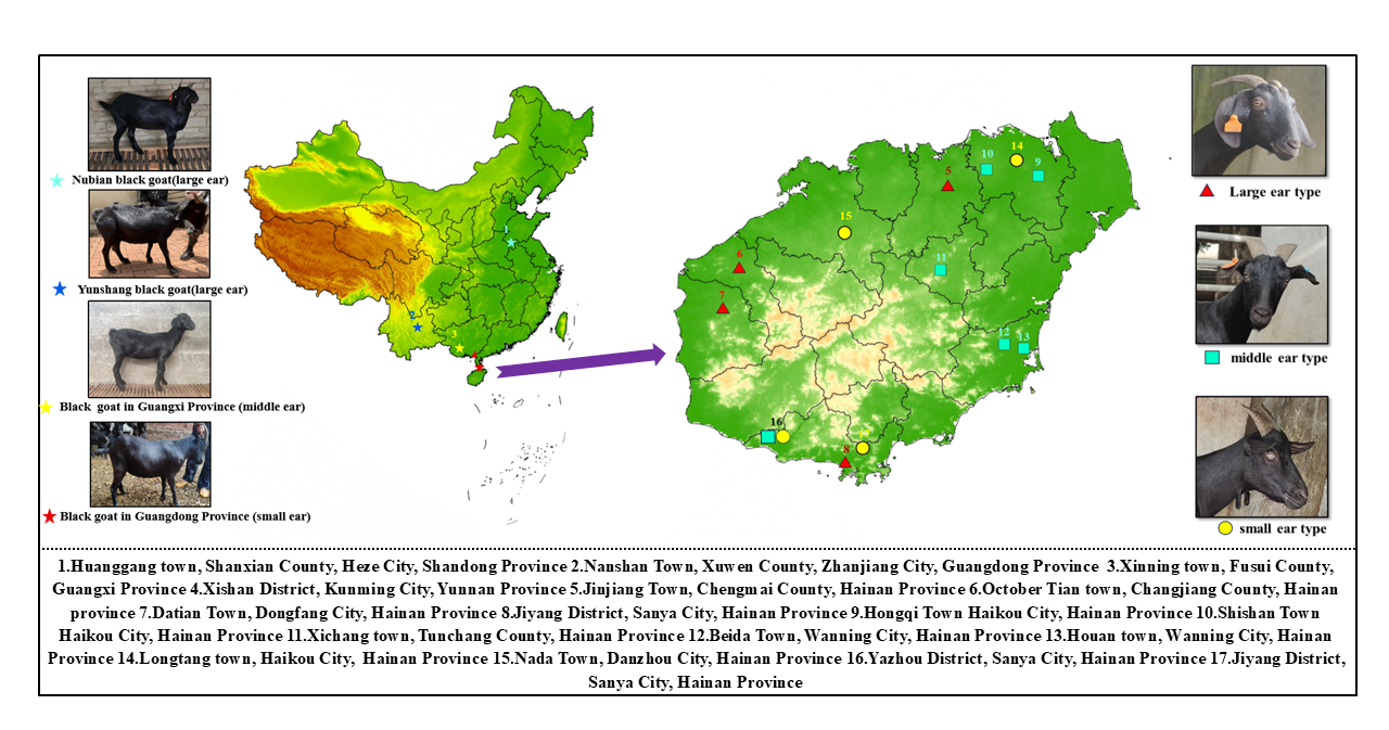 中国农业大学动科学院刘国世教授团队揭示中国南方黑山羊遗传谱系与表观遗传调控机制