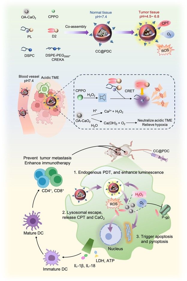 北京大学北京大学第三医院梁晓龙团队研发新型自发光纳米系统增强抗肿瘤免疫