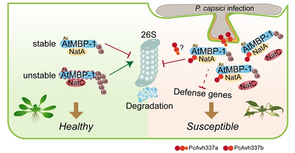 西北农林科技大学（775）植保学院刘西莉教授课题组在辣椒疫霉效应蛋白调控侵染致病研究中取得新进展