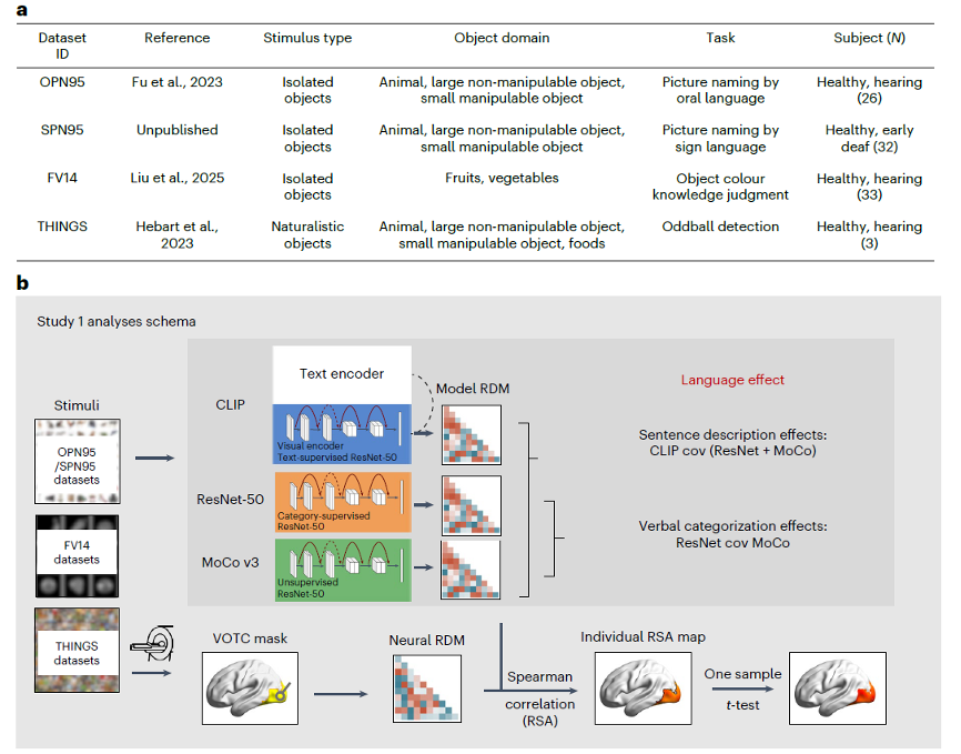 北京大学心理与认知科学学院毕彦超、朱毅鑫课题组揭示语言通过左侧角回通路调制人类视觉表征