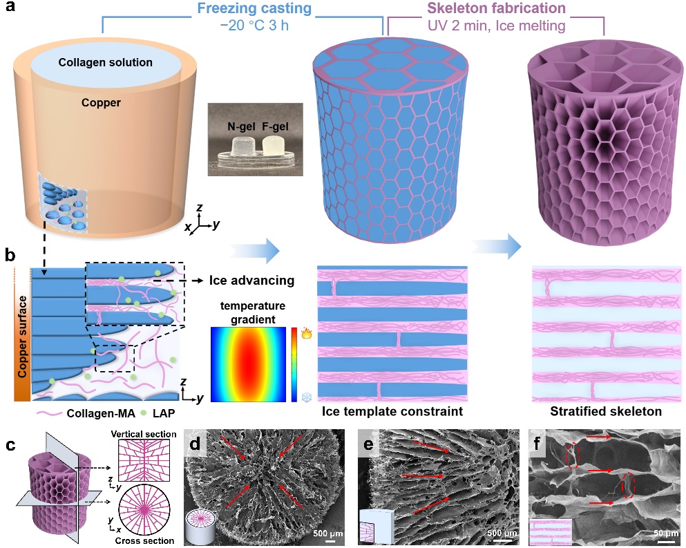 清华大学深圳国际研究生院耿洪亚团队在仿生力学水凝胶调控三维细胞浸润研究中取得新进展