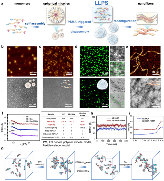 北理工课题组在相分离靶向多肽自适应识别与精准调控方面取得进展