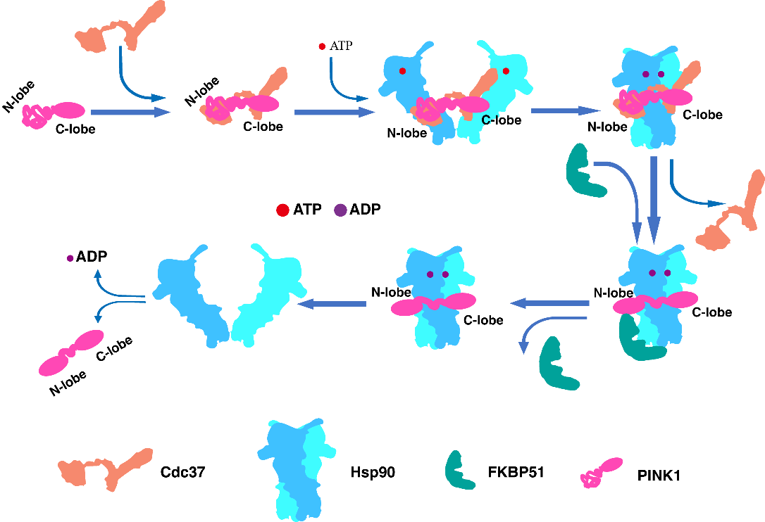 清华大学生命学院隋森芳课题组合作揭示Hsp90分子机器调控PINK1的分子机制