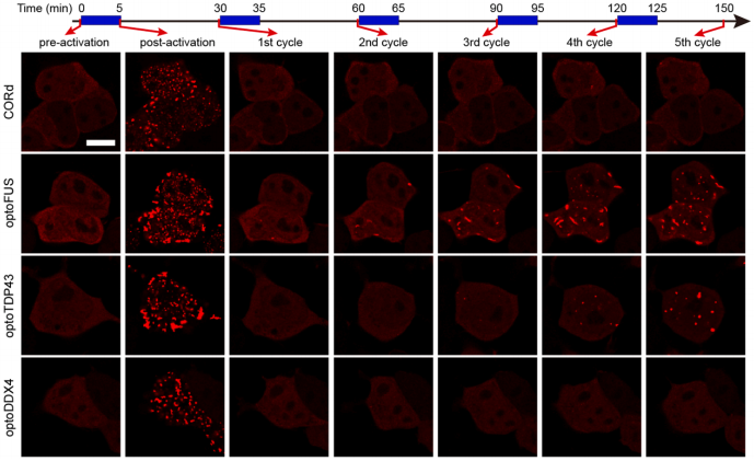 清华大学生命学院李丕龙团队利用两类蓝光敏感蛋白的协同作用开发出新光控相分离系统