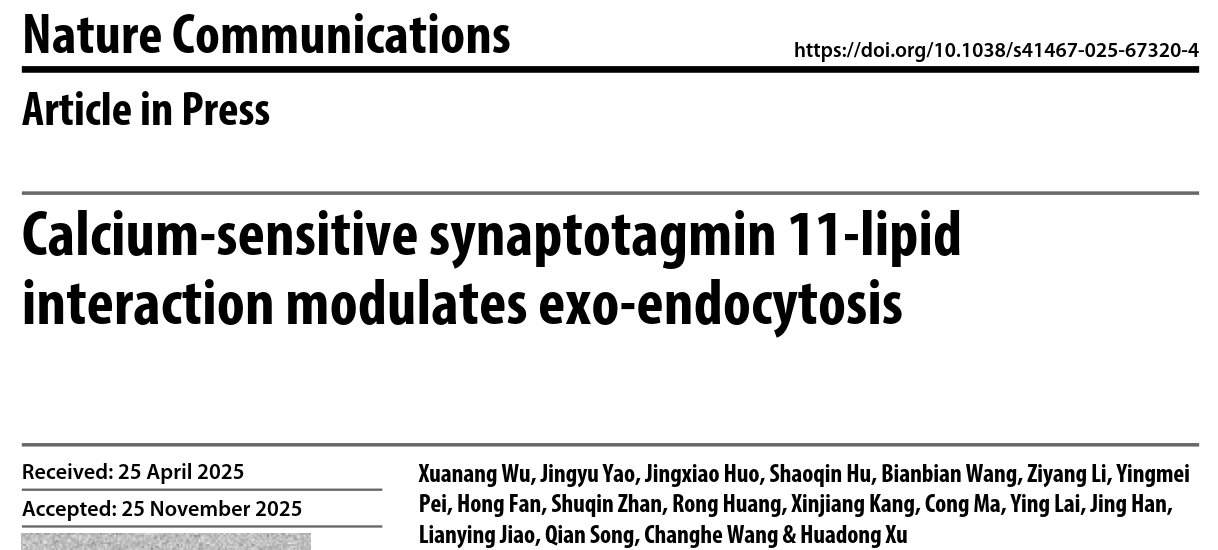 西安交大徐华栋/王昌河团队揭示神经元兴奋-分泌偶联平衡新机制