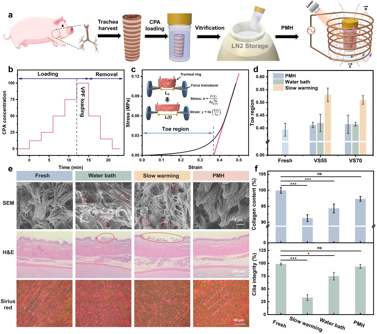 清华大学深圳国际研究生院耿洪亚团队在跨尺度生物样本冷冻保存领域取得新进展