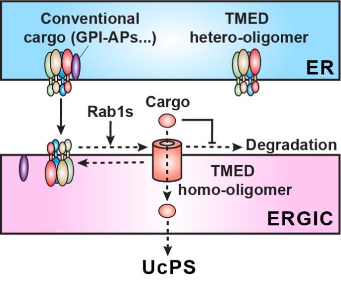 清华大学生命学院葛亮课题组合作揭示TMED蛋白家族选择性调控非经典分泌的分子机理