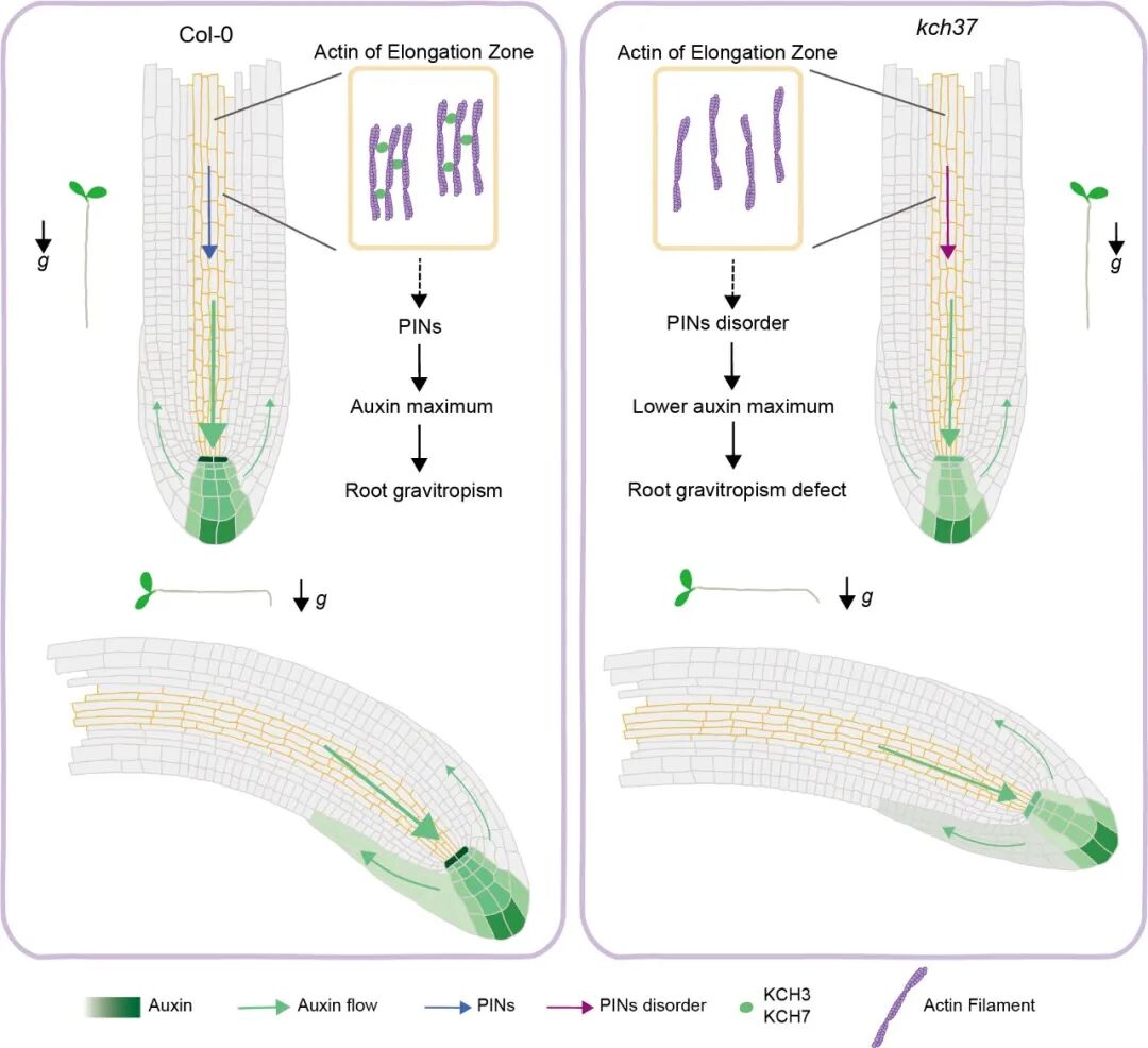 清华大学​生命学院陈浩东课题组合作揭示细胞骨架调控植物根向重力性的新机制
