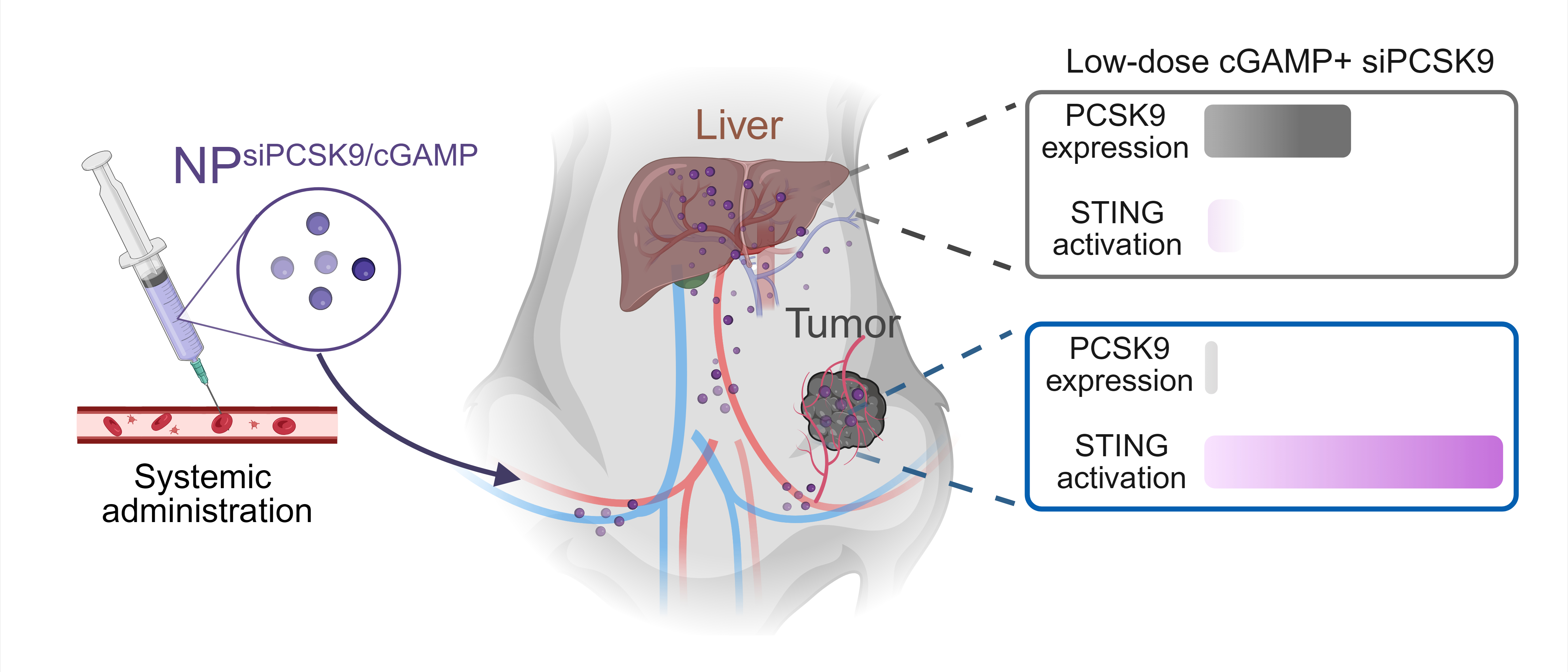 清华大学药学院蒯锐、张从刚课题组合作报道沉默PCSK9增强天然免疫激活的分子机制及重塑机体STING时空激活特征的方法