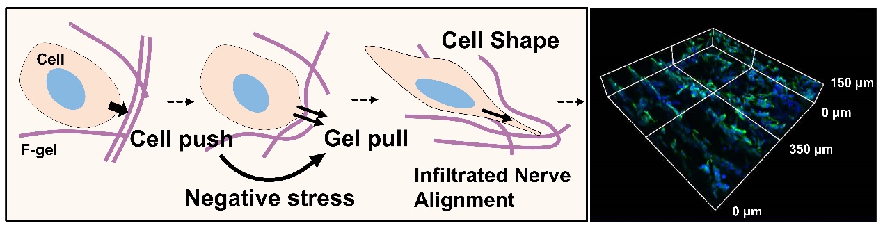 清华大学深圳国际研究生院耿洪亚团队在仿生力学水凝胶调控三维细胞浸润研究中取得新进展