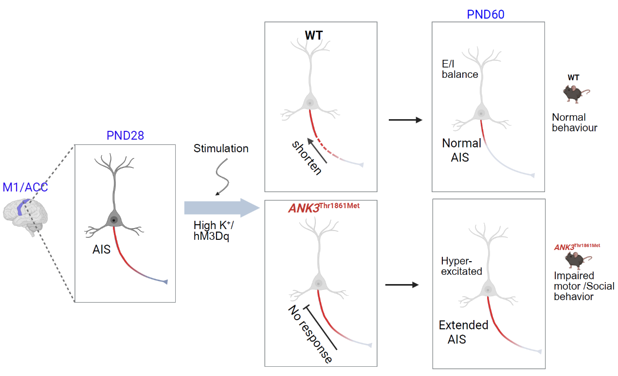 西安交大基础医学院杨睿团队 发现巨型锚蛋白G调控轴突始段可塑性的关键分子机制
