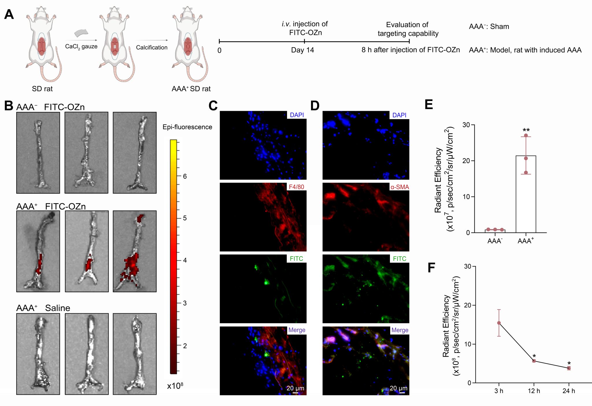 南京大学魏辉教授团队：一种用于腹主动脉瘤管理和治疗效果监测的超小型诊疗纳米酶