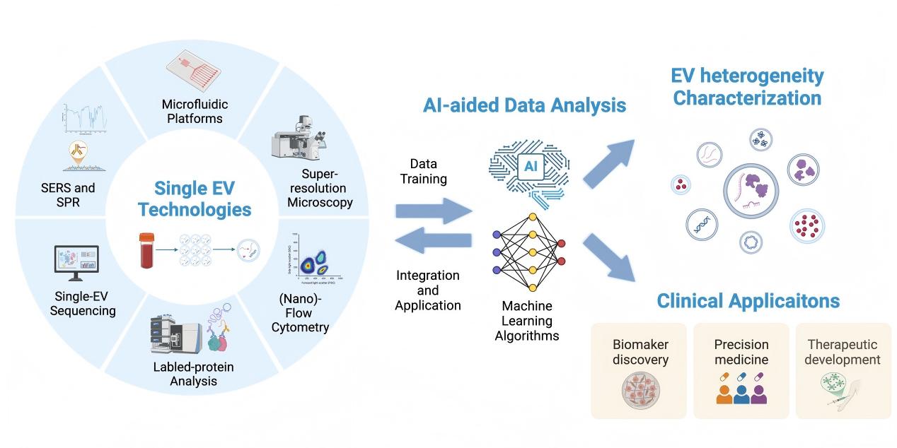 清华大学药学院尹航团队综述单囊泡分析在临床转化中的创新与挑战