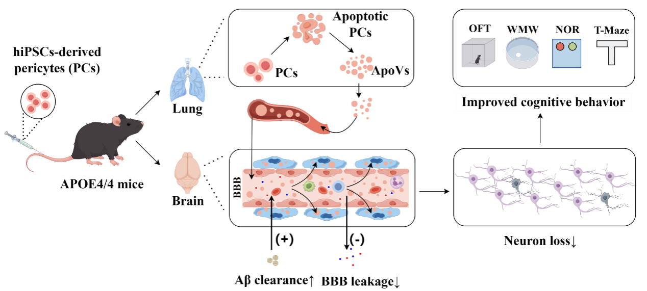中山大学陈燕铭项鹏教授团队发现细胞移植治疗认知功能障碍的有效方法