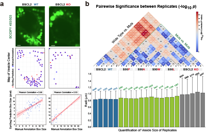 清华大学生命学院欧光朔课题组开发用于广泛亚细胞结构分割的合成数据驱动方法