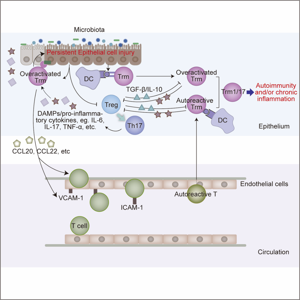 西安交大二附院刘亚乐/夏育民教授团队 揭示Trm-Treg在慢性炎症和自身免疫病中的组织编码免疫检查点作用