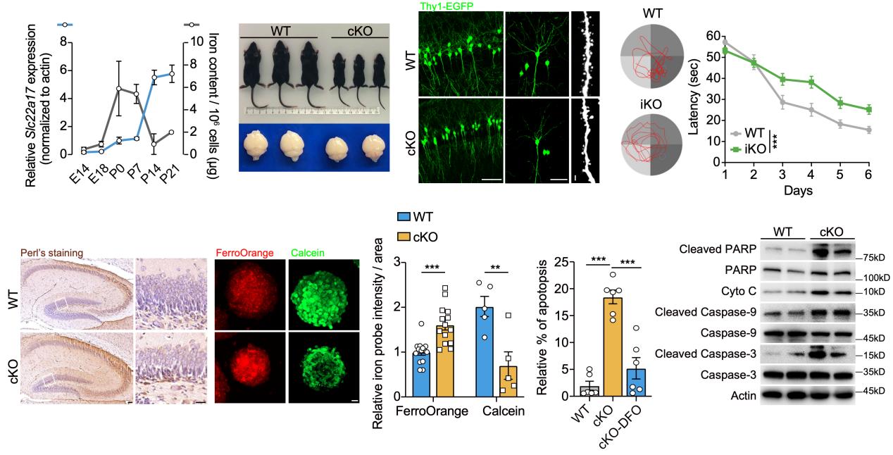 清华大学药学院陈立功团队揭示SLC22A17作为大脑海马体铁代谢和感应的关键转运蛋白维持神经发生
