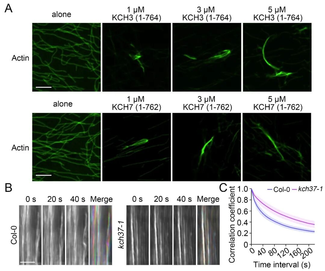 清华大学​生命学院陈浩东课题组合作揭示细胞骨架调控植物根向重力性的新机制