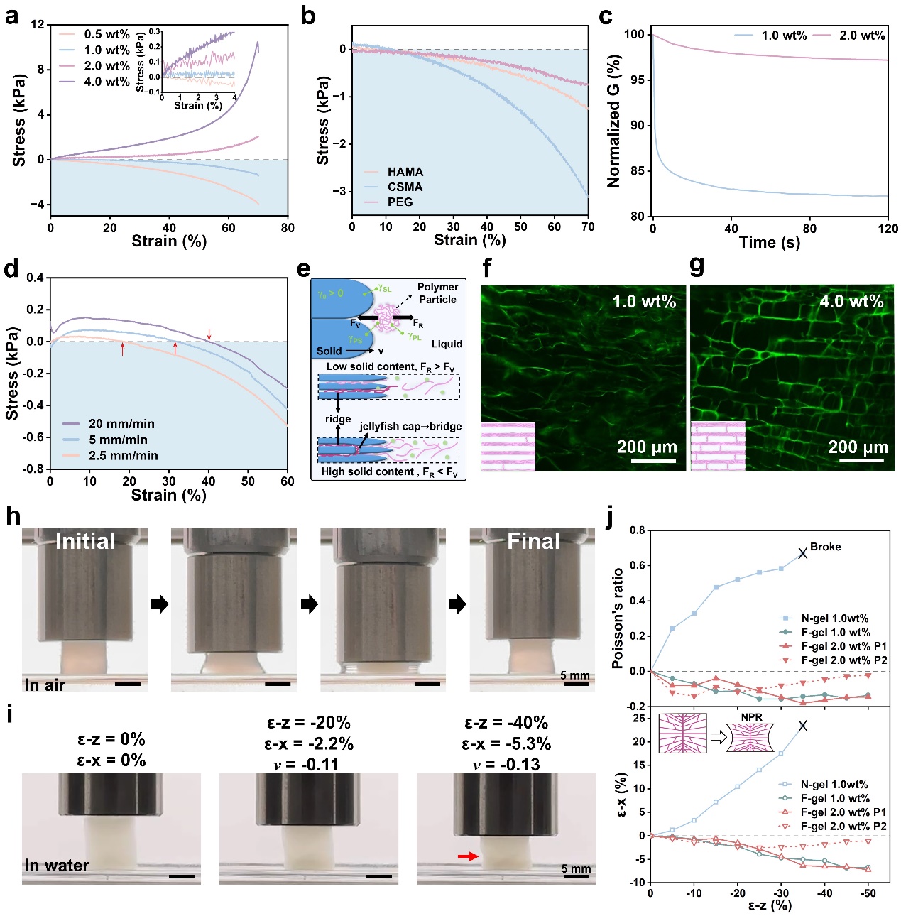 清华大学深圳国际研究生院耿洪亚团队在仿生力学水凝胶调控三维细胞浸润研究中取得新进展